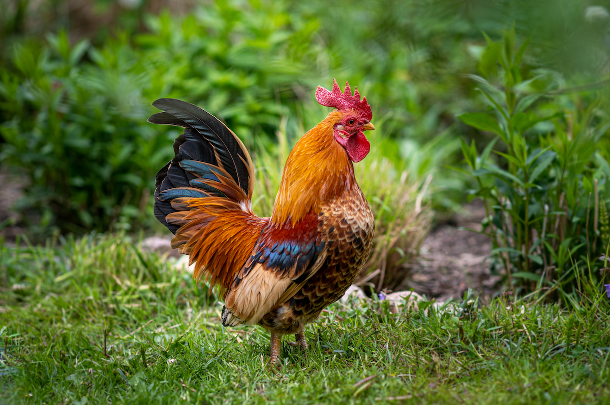 Finest Health Advantages Of Consuming Rooster
